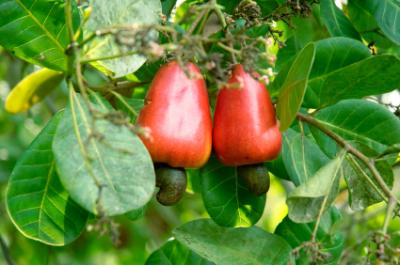 cashew nuts on a cashew plant