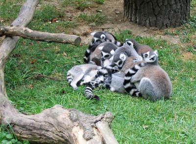 a group of lemurs in a zoo huddling close together for warmth