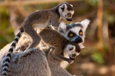 ringtailed lemur mother and two lemur babies