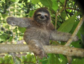 juvenile three toed sloth in tree