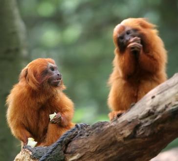 two golden lion tamarins sitting on a log and eating